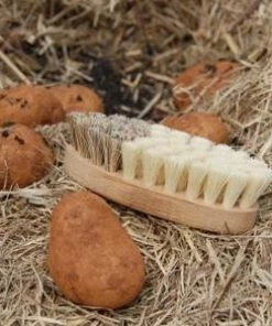 Scout Vegetable Cleaning Brush With French Script Brushware