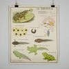 Scout Vintage French School Science Poster- Frog/ Fish