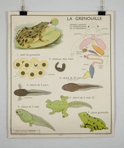 Scout Vintage French School Science Poster- Frog/ Fish
