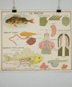 Scout Vintage French School Science Poster- Frog/ Fish