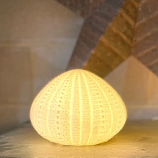 Scout Homewares Bone China Sea Urchin Lamp
