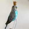 Scout Homewares Regal Feathered Budgie Decoration