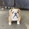 Scout Nostalgic Wooden Bulldog Figure Gifts