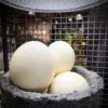 Scout House Homewares Ostrich Egg - Australian