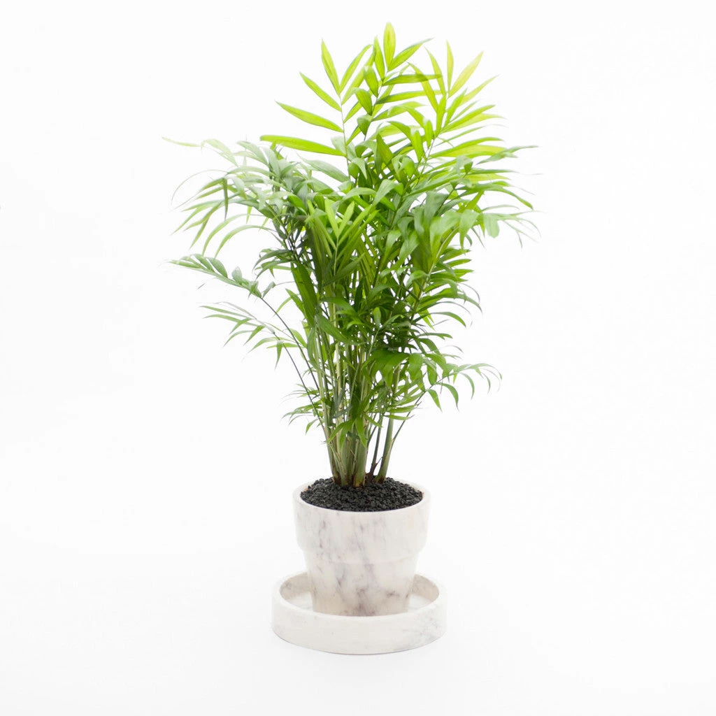 Marble Basic Round Roman Tray - Small