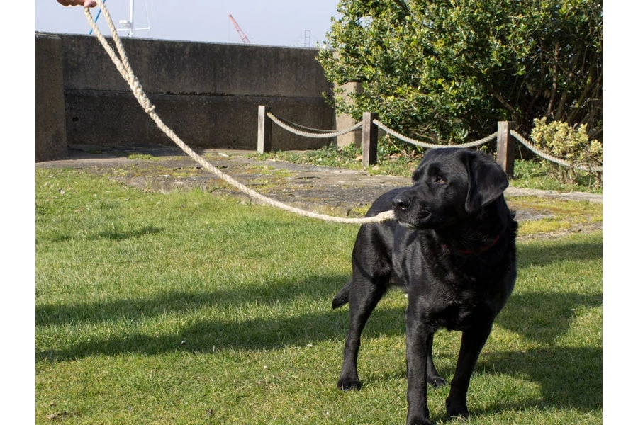 Chatham Rope Yard Dog Lead 14mm Rope Made In Historic Chatham Boatyard Pet