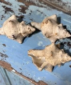 Scout House Shell Figure