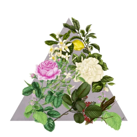 Santa Maria Novella - Rosa Novella - 1221 Edition Gifts